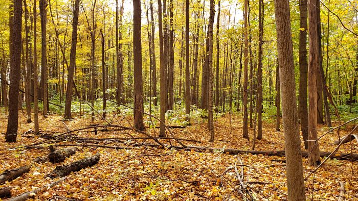 msu-forestry-alumni-michigan-dnr-tree-planting-at-belle-isle-park